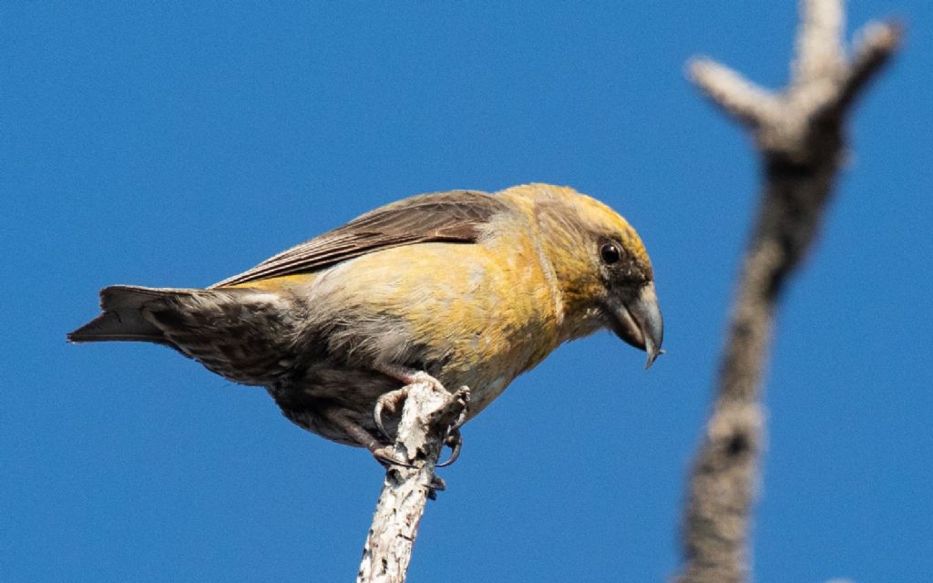 Crocieri in Appennino